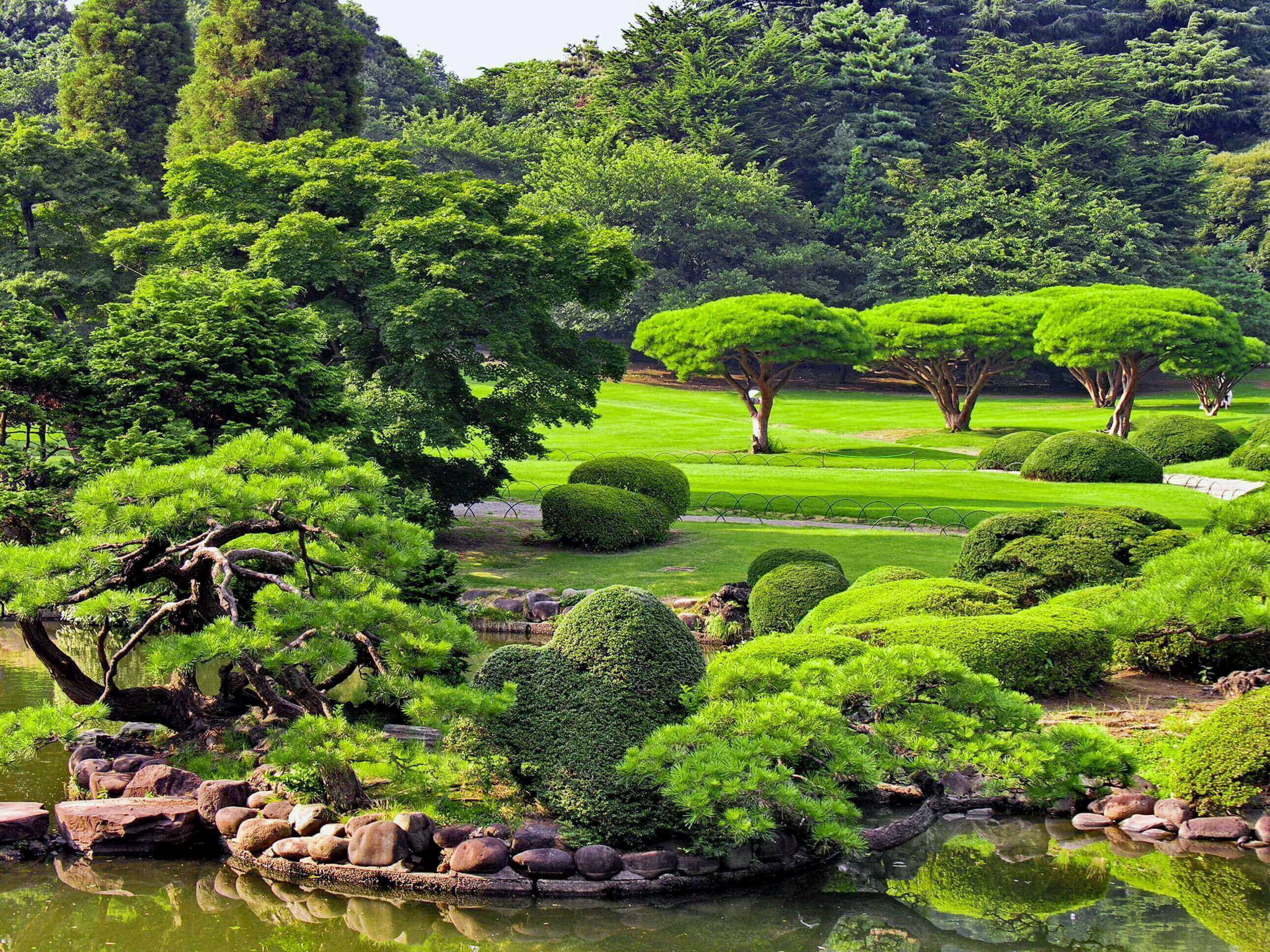 Hinoki cypress