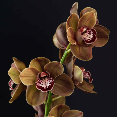 Abreathtakingmocha-coloredorchiddisplaysallitsbeautyasthe | allsens b. V. Orchid