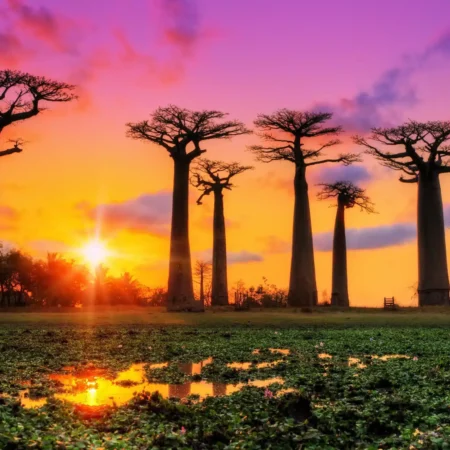 Sunsetaromazaluti | allsens b. V.